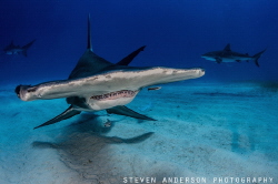 Hammer Down!!!!!!!! One of Bimini's Finest!!!!!! by Steven Anderson 